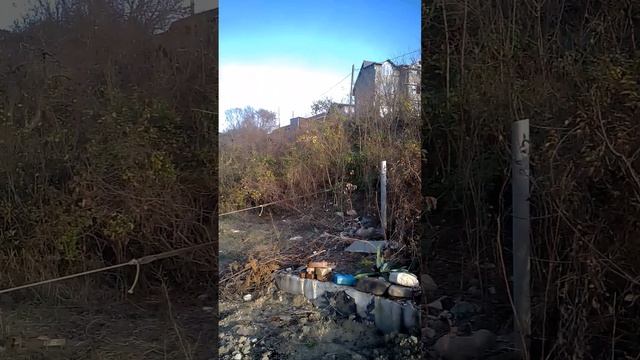 Корчуем акацию на садовом участке. 1 декабря 2022 смотреть онлайн