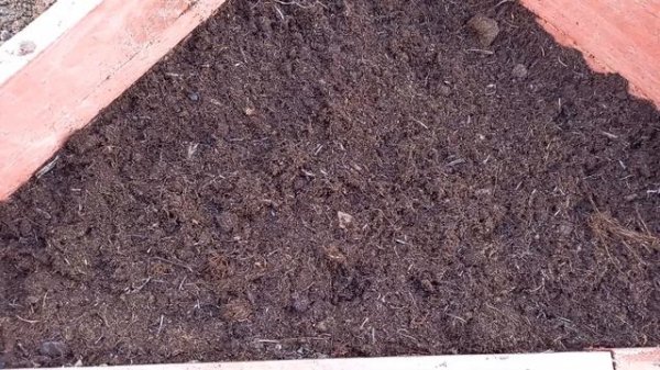 Бродиэя ( Brodiaea)посадка и уход в открытом грунте