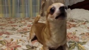 чихуа злится