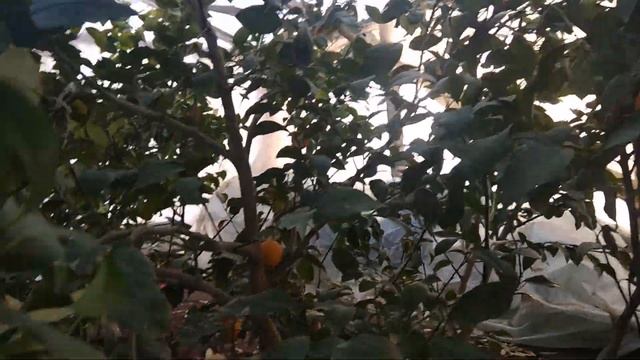 Лимонарий в селе Червоное Сакский район-купили свежих лимонов смотреть онлайн