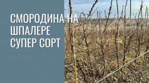 Красная смородина на шпалере