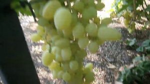Виноград Долгожданный.