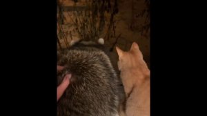 Лучшая подборка КОТ и ЕНОТ/ быстрее всем смотреть!!!!!!!!!