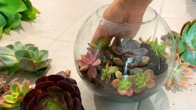 Декоративный сад 🪴 из суккулентов 😻 Они такие милые 🥰 смотреть онлайн