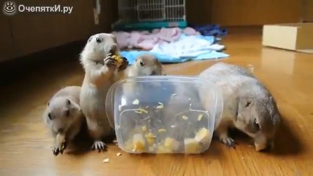 Луговые собачки и кукуруза смотреть онлайн