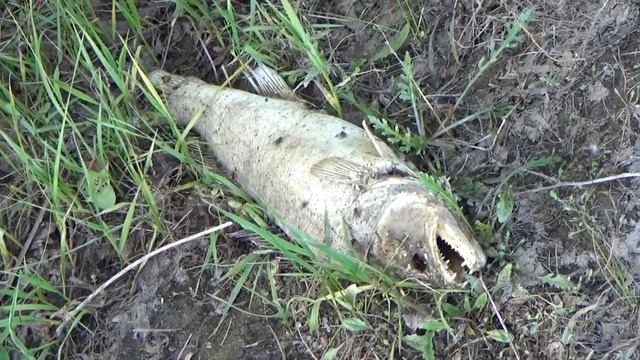 "Речные волки" (03.07.2019) смотреть онлайн