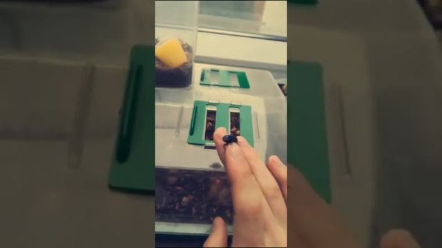 Lamprima Adolphinae female - stag beetle - Hirschkäfer Weibchen смотреть онлайн