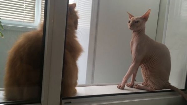 сфинкс драка,sphinx vs persian cat. Fight.