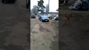 установка карба к151с на мерена(3)