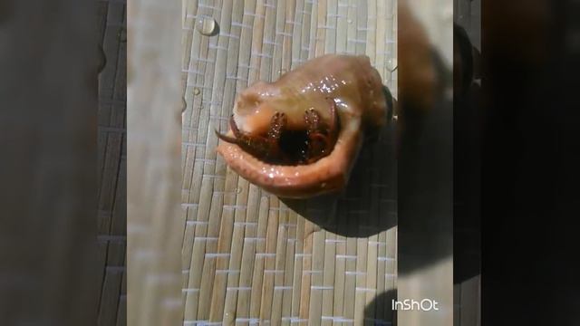 Знакомьтесь,это Рак! смотреть онлайн