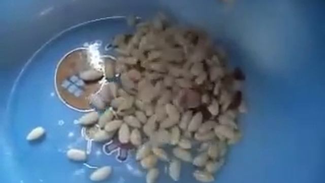 Машина для очистки кожуры смотреть онлайн