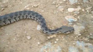 Змея Гюрза. Macrovipera lebetina obtusa