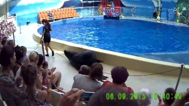 выступление морского льва ч.2 смотреть онлайн