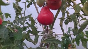 Самые мясистые и вкусные сорта томатов/Казанова,Пузата Хата, Загадка природы, Пузано, Сто пудов