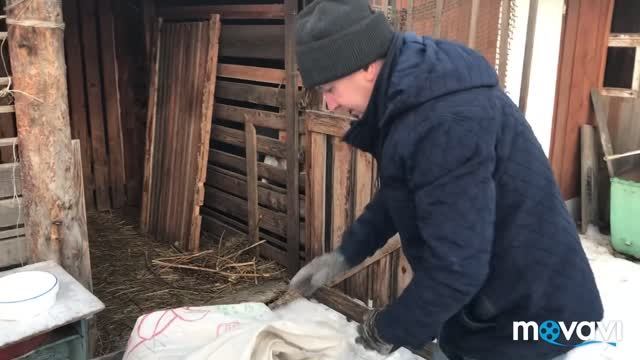 Рыбачим в огороде//Вакуумирую сыр//И снова козы смотреть онлайн