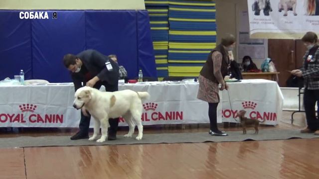 Гордость России выставка собак Поморские встречи Собака я смотреть онлайн