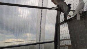 показываю самых сильных Армянских голубей (Ленинаканские голуби) (голуби гюмри)