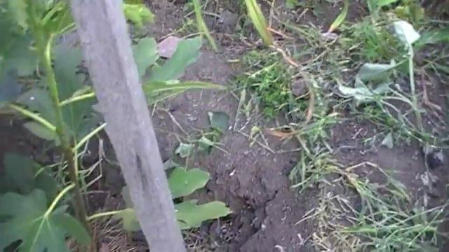 Инжир Долманский смотреть онлайн