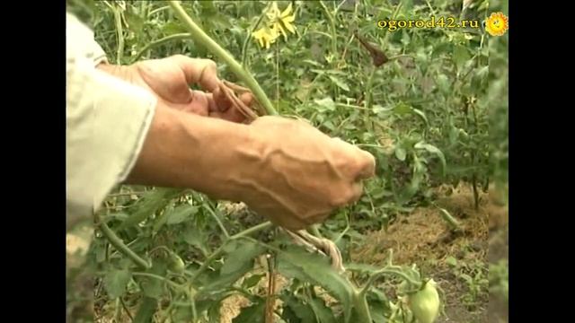 Томаты в теплице Риммы Копанцевой: уход, удобрение и подвязка смотреть онлайн