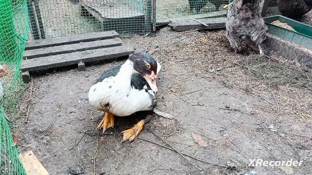 Обо всём по чуть-чуть : Новости в хозяйстве. Выкопала чеснок, лук. Урожай огурцов радует! смотреть онлайн