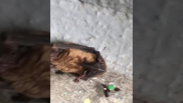 Нашёл летучую мышь в подъезде смотреть онлайн