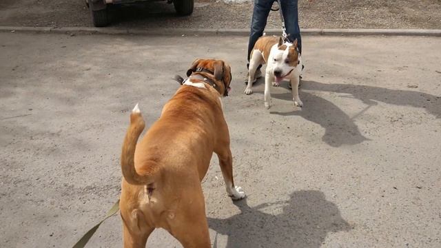 Амстафф против боксера/Amstaff Vs Boxer