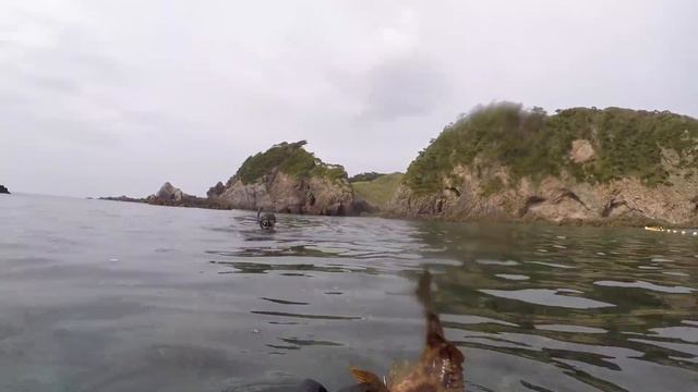 【おっさん旅2 #6】スピアフィッシングで食材ゲット！ смотреть онлайн