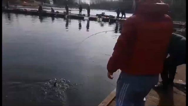 Рыбалка в Подмосковье !!! Ловля форели!!! Бешеный клев!!! смотреть онлайн