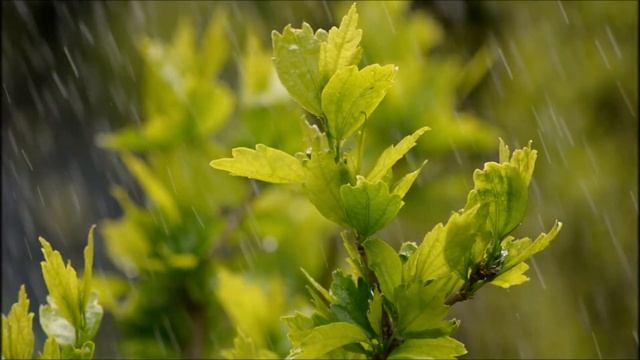 Природа и животный мир. Шум дождя, для восстановления душевного равновесия, глубокого сна. смотреть онлайн