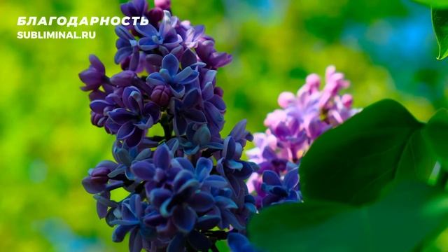 Благодарность. Ощущение Благодарности. Скрытые Аффирмации. Саблиминал смотреть онлайн