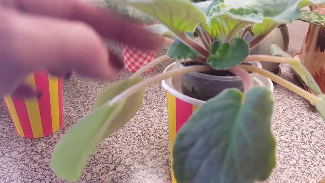 Фиалки. Удаляем пасынки и все лишнее. смотреть онлайн