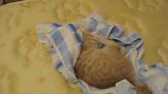 彎彎大戰毛巾怪 смотреть онлайн