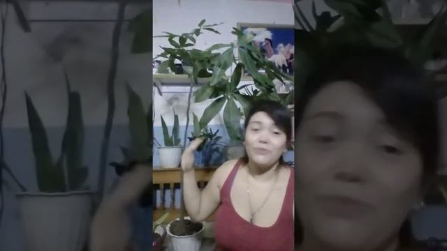 Money Tree lucky plant air purifier care and propagation.paano paramihin at alagaan смотреть онлайн