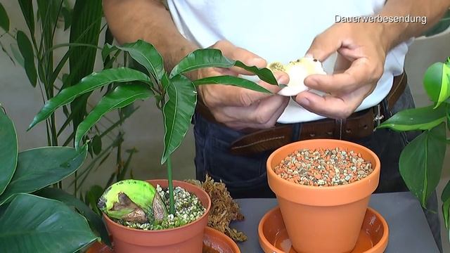 Mango Und Avocado In Der Anzucht. Peperomia Raindrop Vermehrung Durch Blätter Spezial