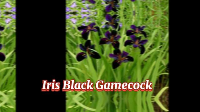 RARE BLACK FLOWERS AND PLANTS WITH IT'S NAME @margiepulido21 смотреть онлайн