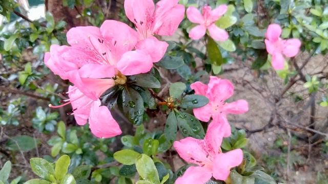 人間四月芳菲盡,炎夏 五十知天命🌺🌸April, the Spring flowers faded but Summer Rhododendron to bloom in May смотреть онлайн