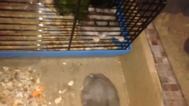 homster fighting драки не до крови смотреть онлайн