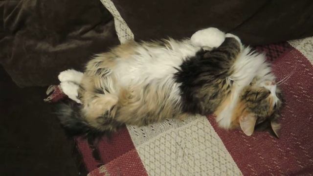 Что же ей снится... смотреть онлайн