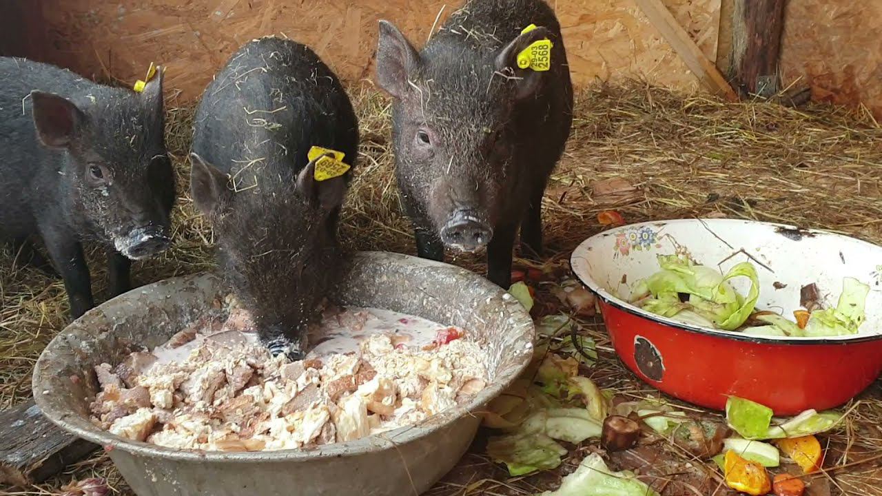 КУПИЛИ ПОРОСЯТ ПОРОДЫ КАРМАЛ/ЧЕМ КОРМЛЮ СВИНЕЙ смотреть онлайн