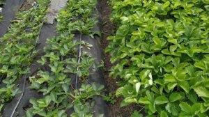 Клубника Альба ! Личное мнение!