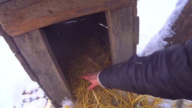 ЮРА И ЛАРИСА // ГЛУБИНКА ДЕРЕВНИ // ПРОВЕДАЛА 14 СОБАК // КУРЕЙ смотреть онлайн