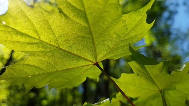 Летнее настроение. Иной взгляд. Созерцание.Остановка внутреннего диалога. Настоящий момент. смотреть онлайн