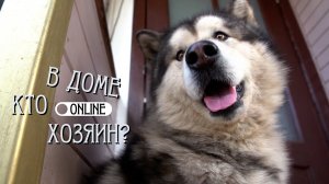 КАК ЖИТЬ МАЛАМУТУ БЕЗ ХОЗЯИНА?
