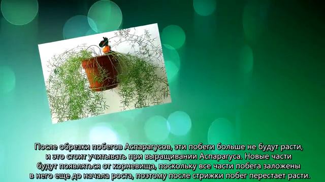 Аспарагус смотреть онлайн