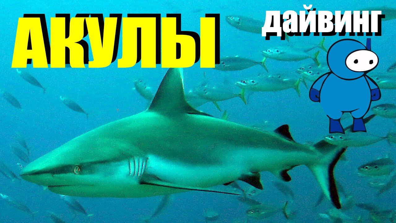 Shark World смотреть онлайн