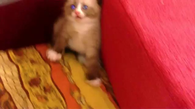 Напугали котенка пылесосом смотреть онлайн