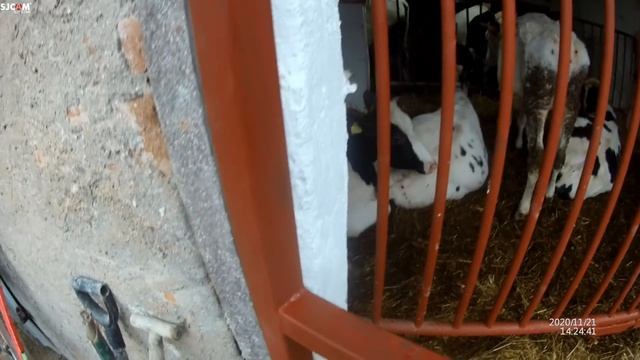 Przebudowa starej obory na boksy. Mamy drugie drzwi, sprzątamy po remoncie, 8 sztuk w boksach смотреть онлайн