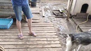 Собачьи бои😲 Слабонервным не смотреть!