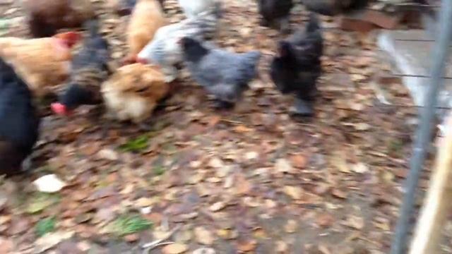 Подготовка Курятника К Зиме. Протестировано зимой. (Работает 100%) смотреть онлайн