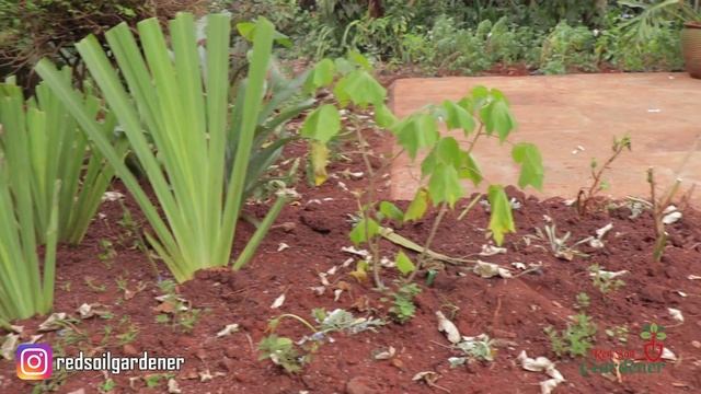 Beginners guide to Canna lily propagation | Dividing the tubers смотреть онлайн